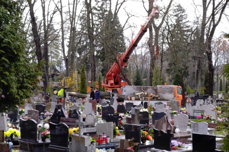 nagrobki cmentarz drzewo