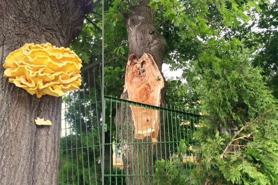 żółciak siarkowy konar drzewo