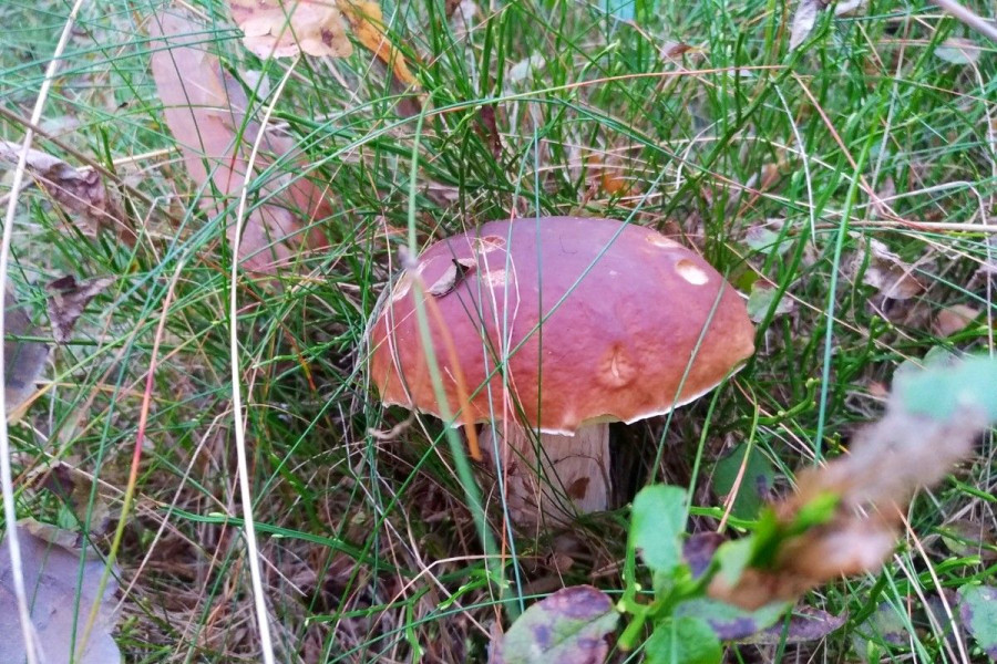 grzyb borowik prawdziwek