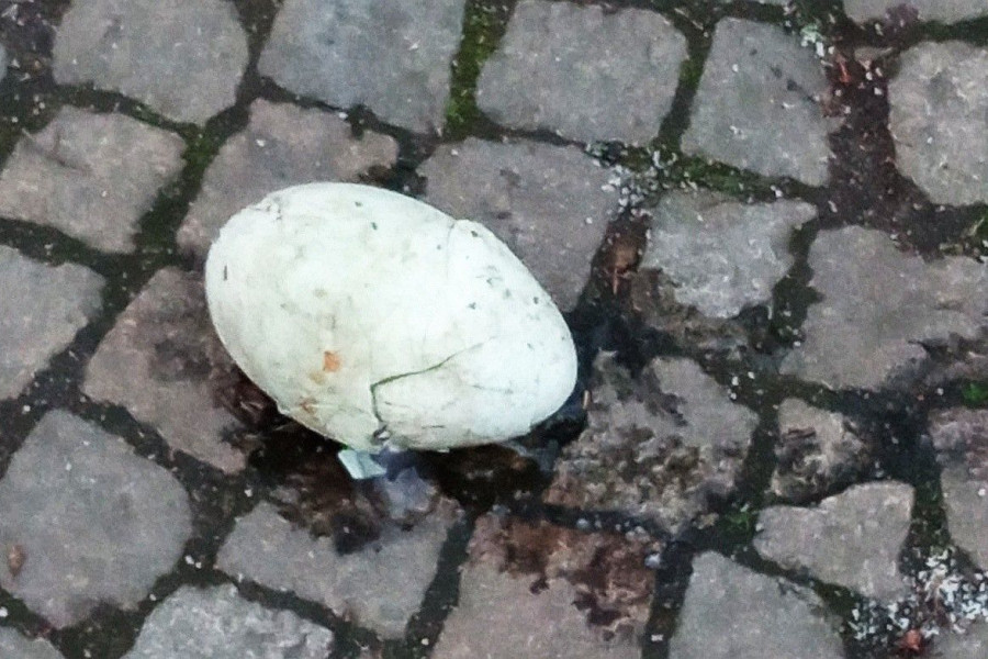 rozbite jajo staw miejski