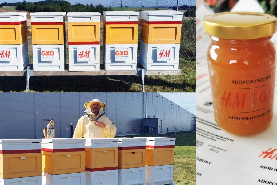 miód pasieka osła