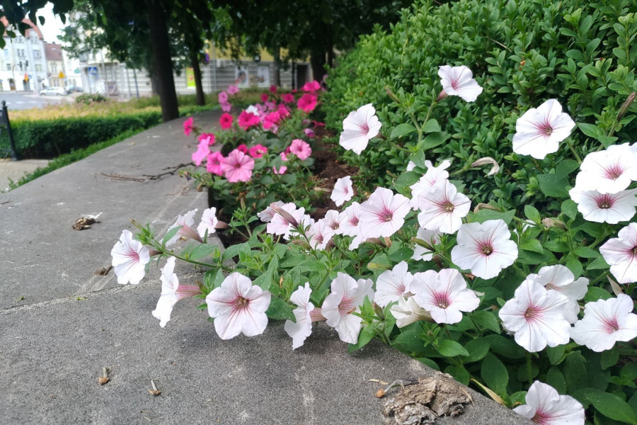 kradzież kwiat kościół