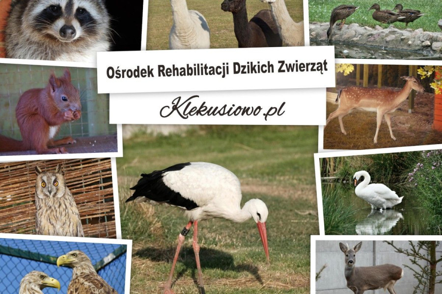 klekusiowo zwierzęta