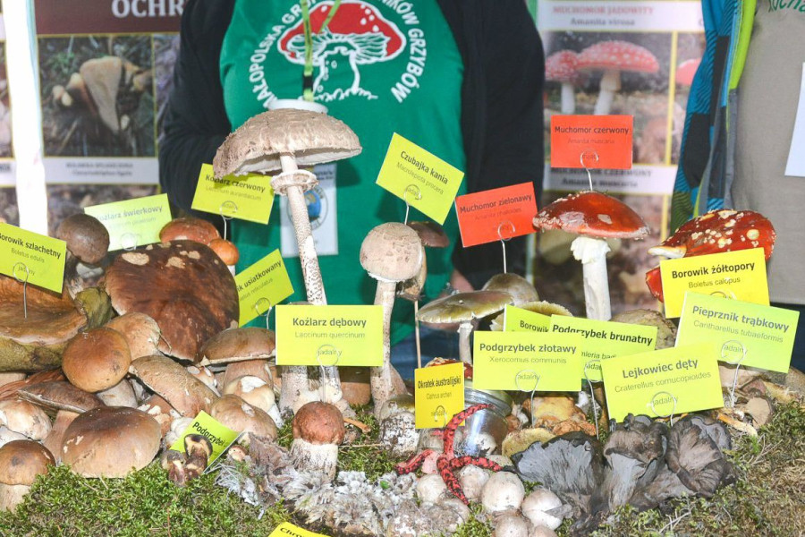 grzyby
