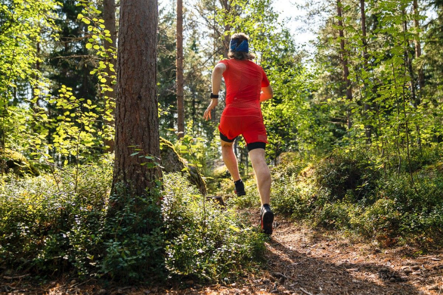 biegacz las