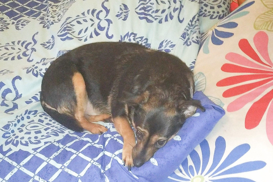 pies łóżko pościel