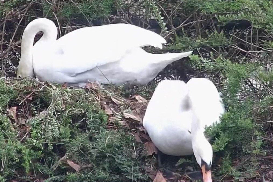 łabędź para gniazdo