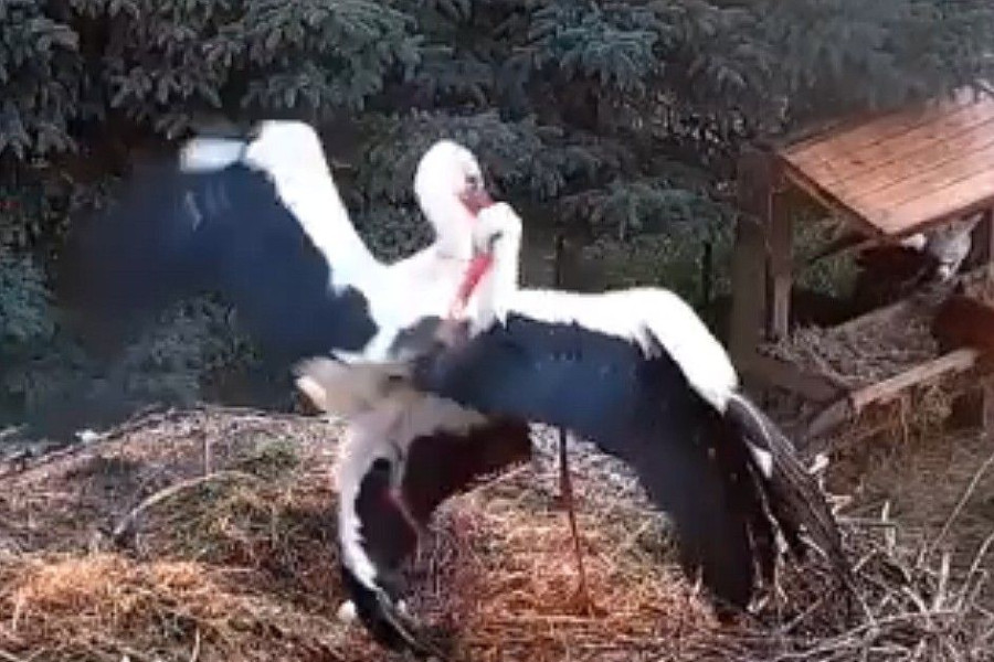 walczące bocianice gnizado