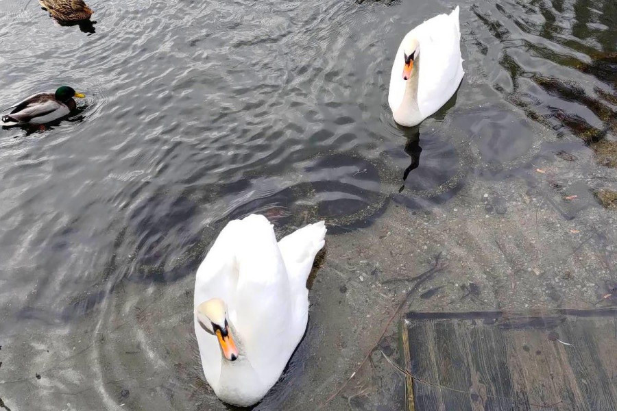 łabędzie staw miejski