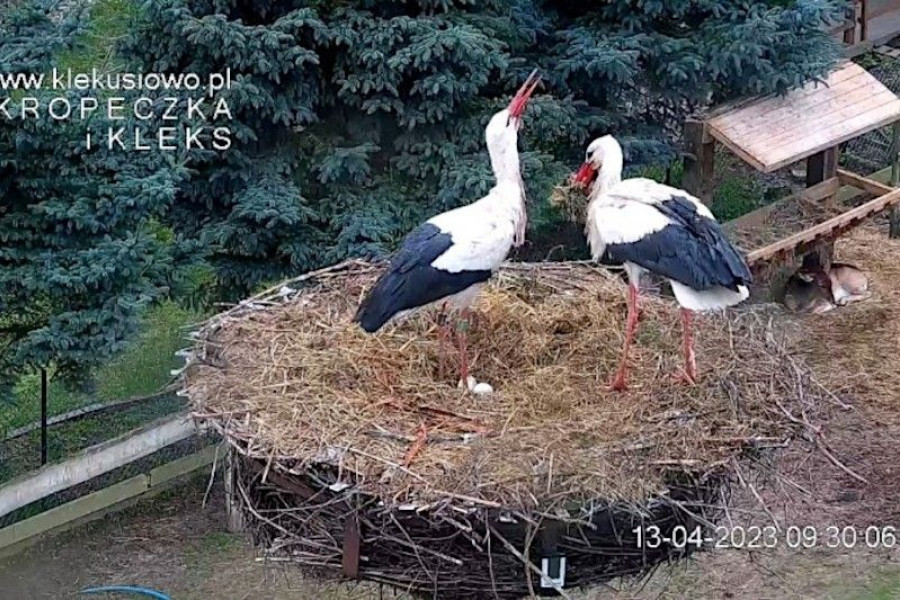 bocian klekusiowo kropeczka kleks