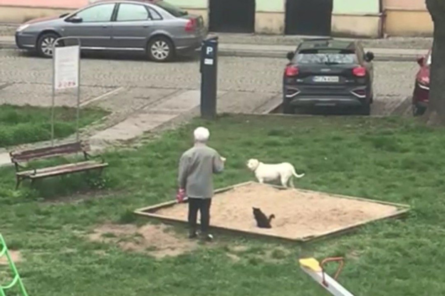 kot osoba piaskownica