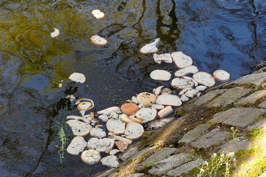 pieczywo woda staw miejski