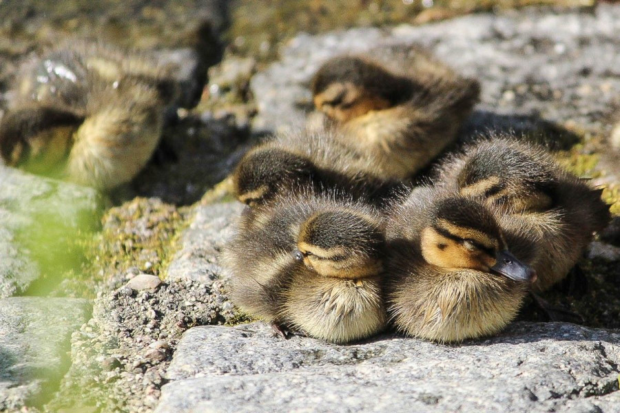 kaczuszki staw miejski