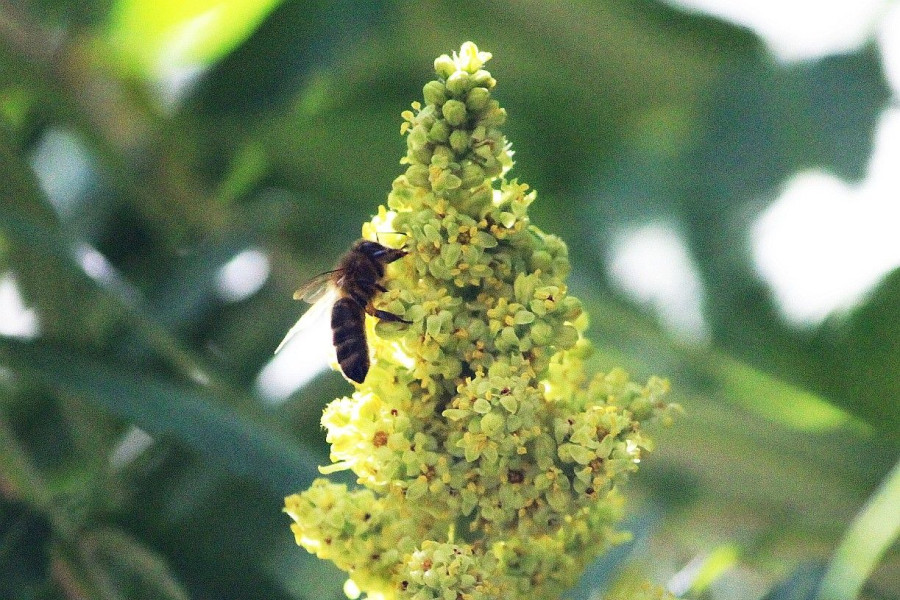 pszczoła kwiat sumak