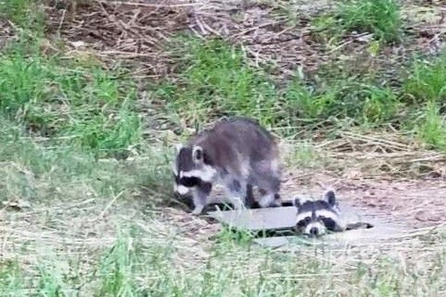 szop szpital tysiąclecia