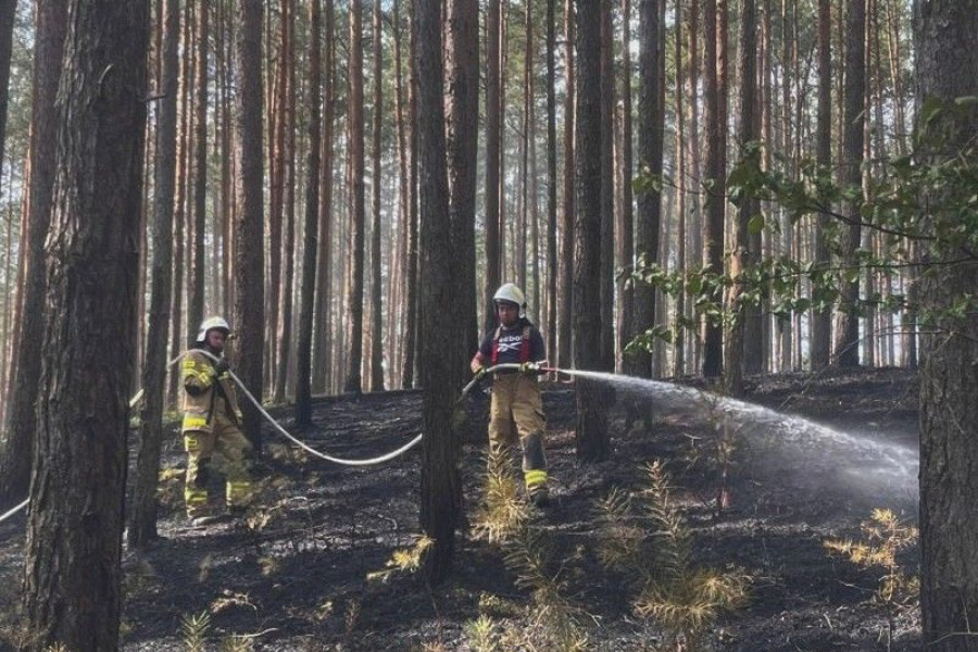 pożar las brzeźnik