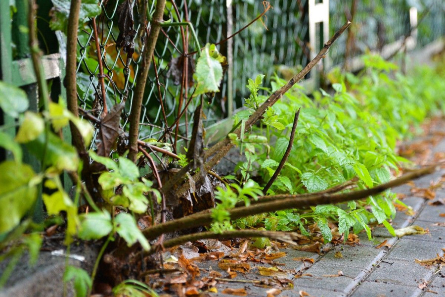 ogrodzenie kwiatowa gdańska