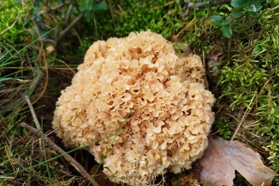 grzyb siedzuń sosnowy