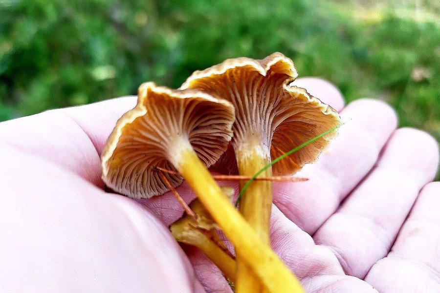 grzyb pieprznik trąbkowy