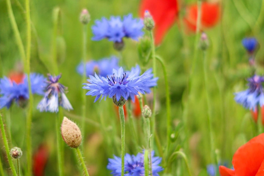kwiat łąka