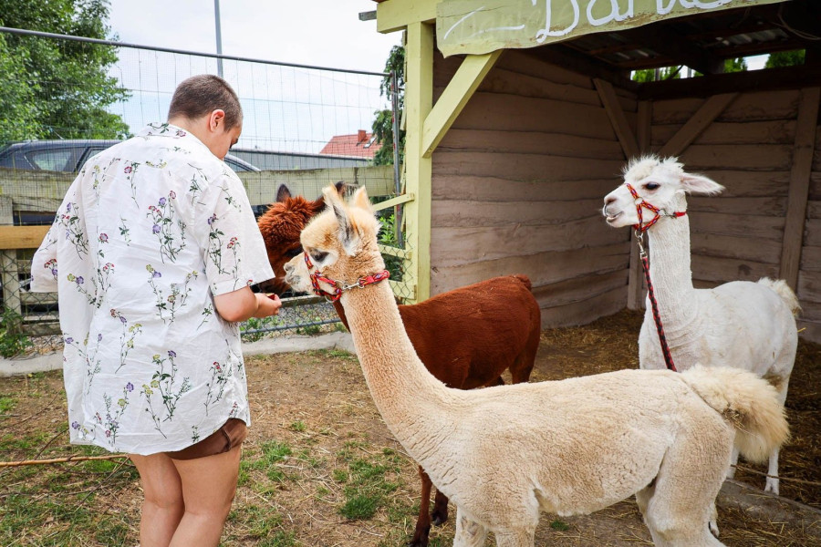 zwierzę klekusiowo karmienie