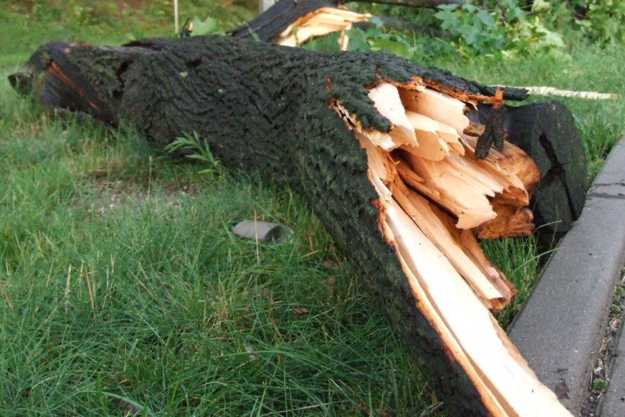 konar drzewo burza