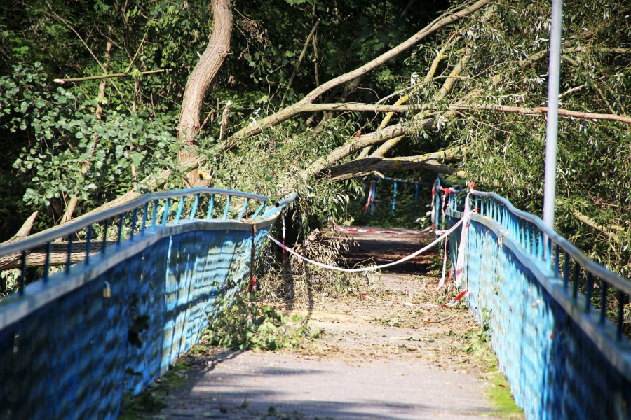 drzewo kładka bóbr