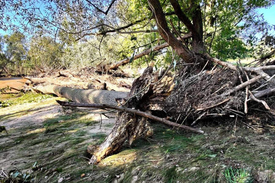 drzewo powódź bóbr