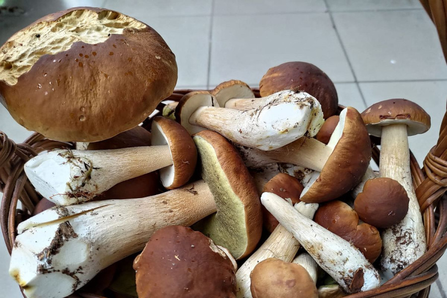 grzyb borowik koszyk