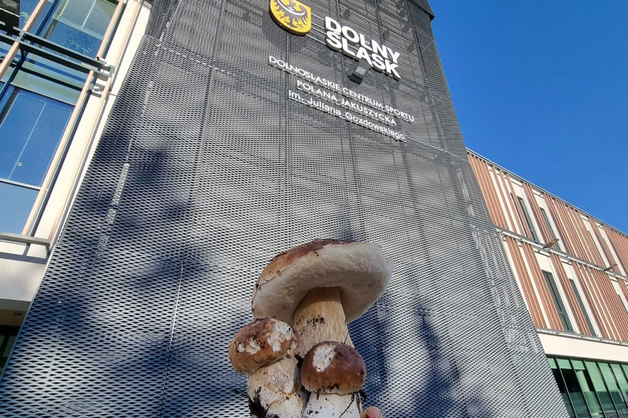 grzyb polana jakuszycka budynek