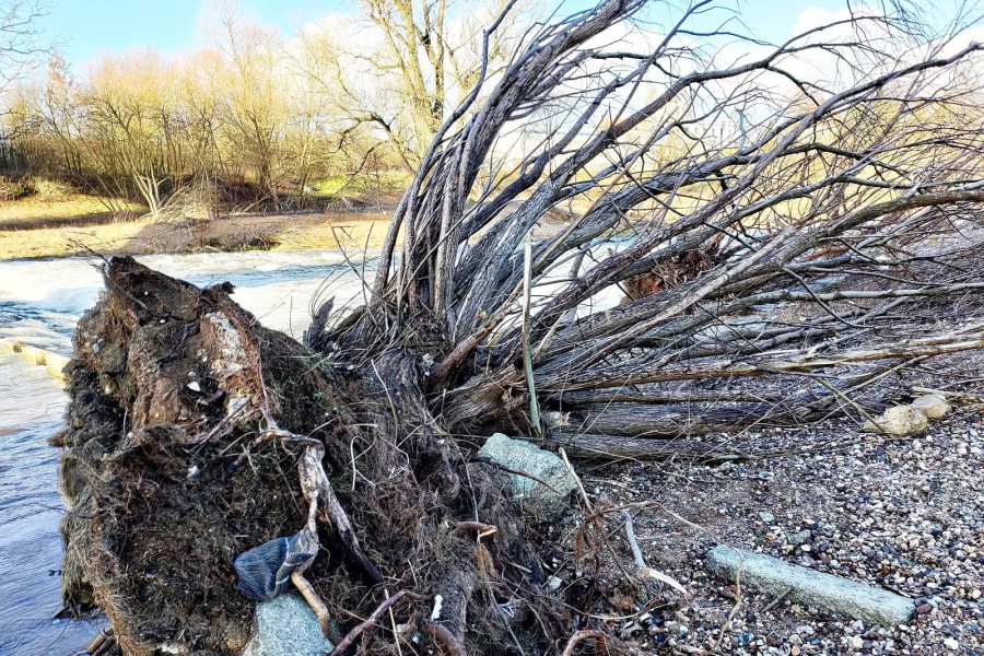 powódź drzewo bóbr