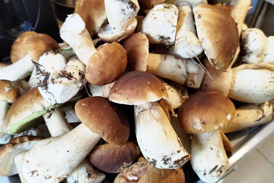 grzyb borowik koszyk