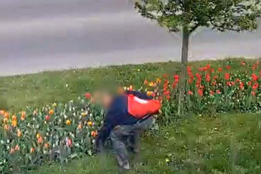 kradzież tulipany aleja tysiąclecia