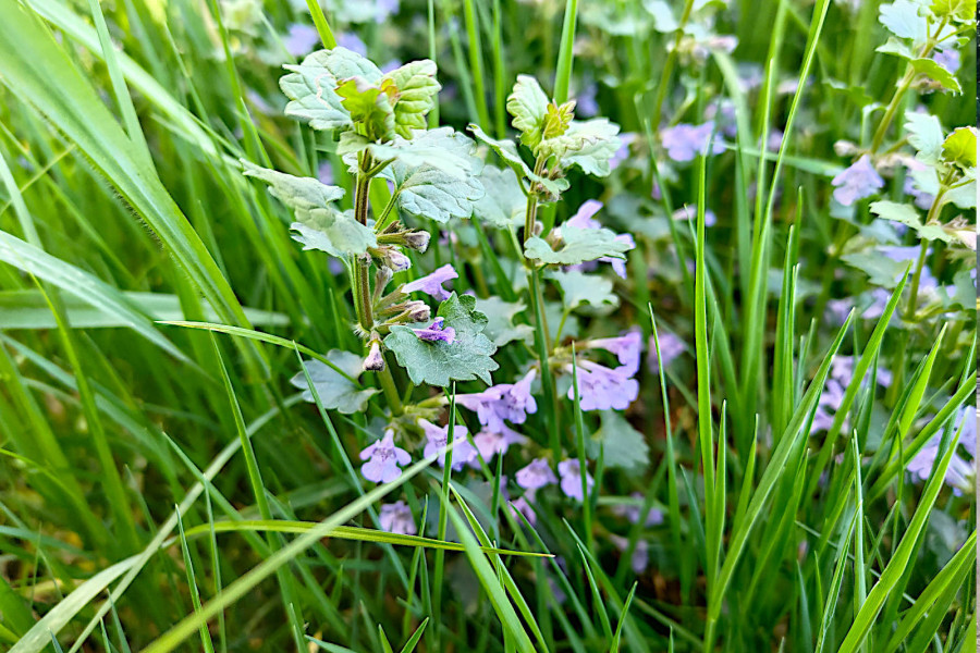 bluszczyk kurdybanek