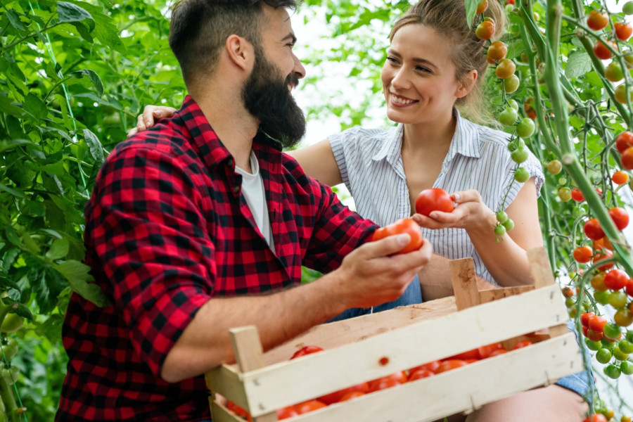 mężczyzna kobieta pomidor