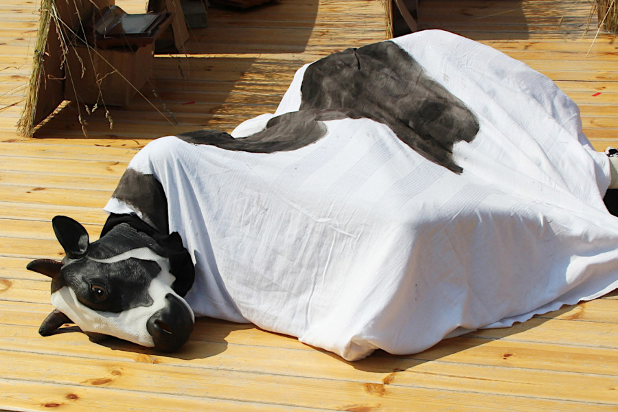 festyn krowa żeliszów