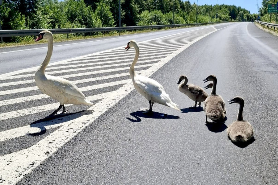 łabędź droga lubań