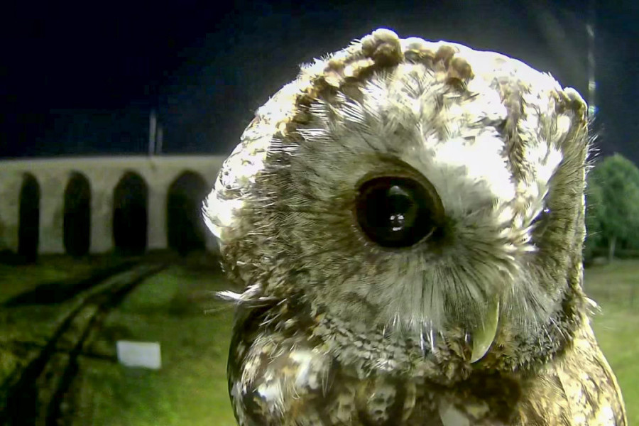 puszczyk sowa wiadukt