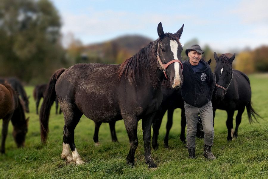 wiesław surówka koń