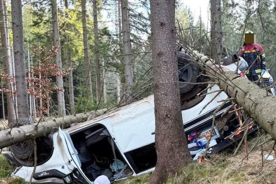 auto drzewa dachowanie