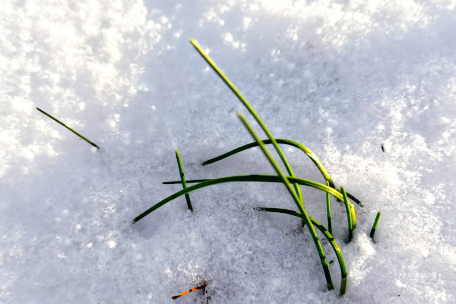 szczypior nowalijka wiosna