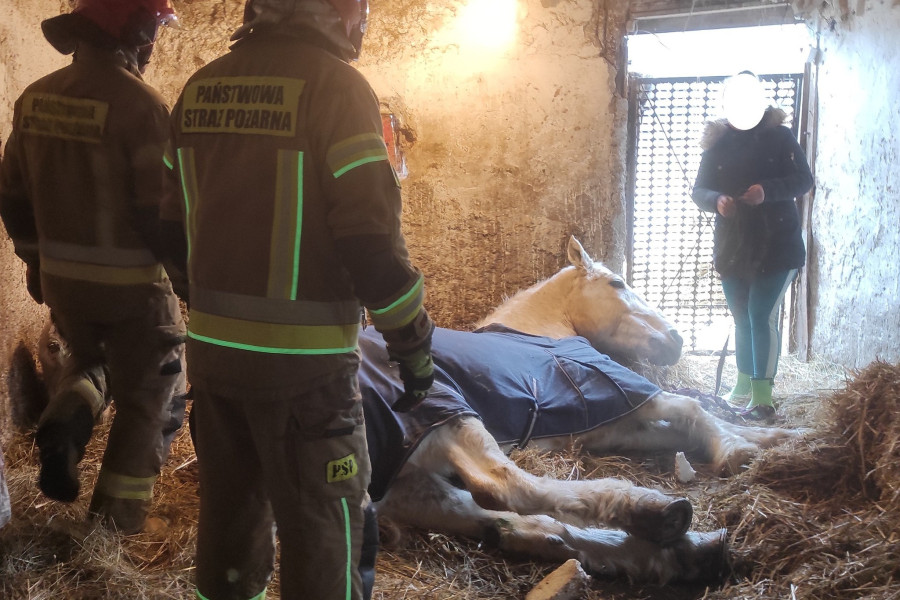 strażak koń