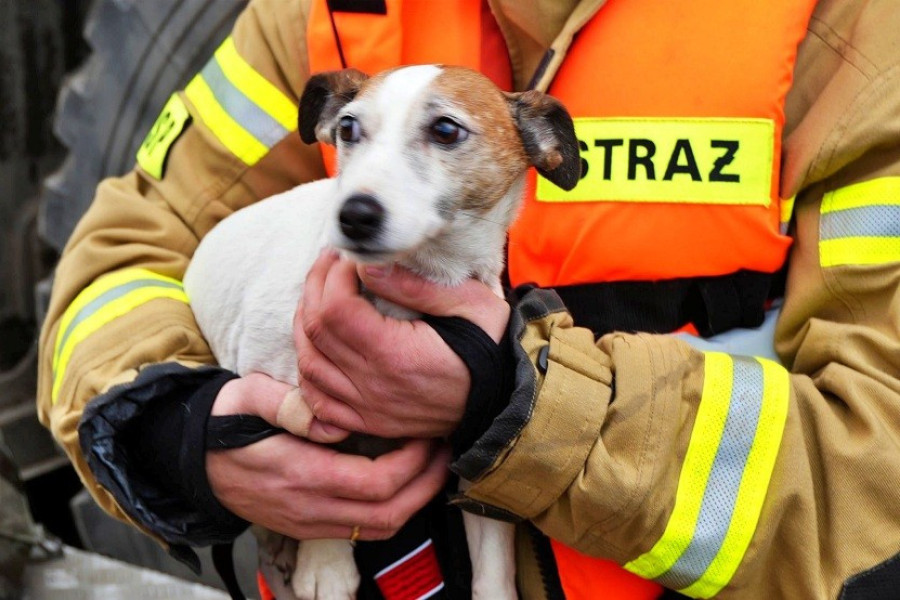 strażak pies