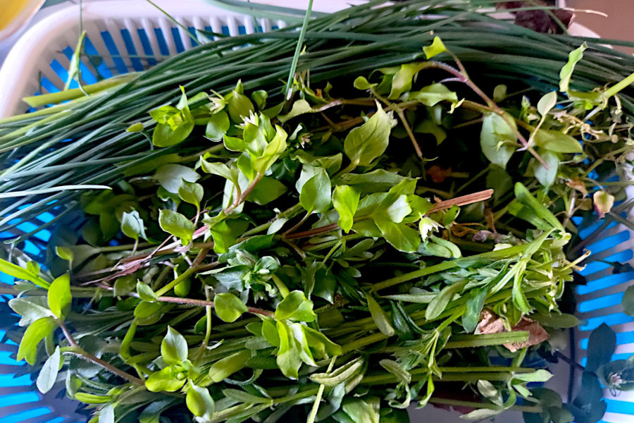 roślina zioło wiosna nowalijka