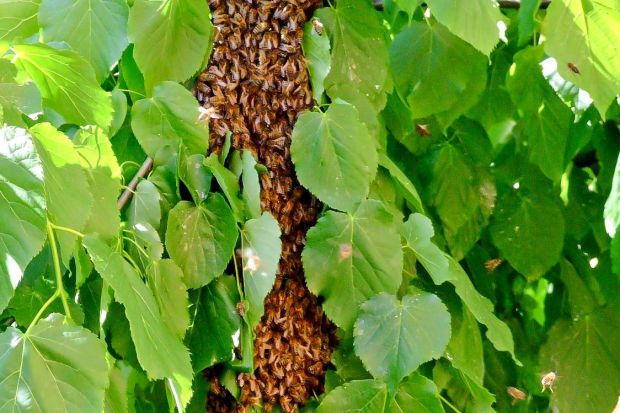 Rój pszczół na drzewie