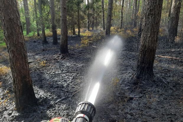 Pożar lasu między Nowogrodźcem a Nawojowem Śląskim