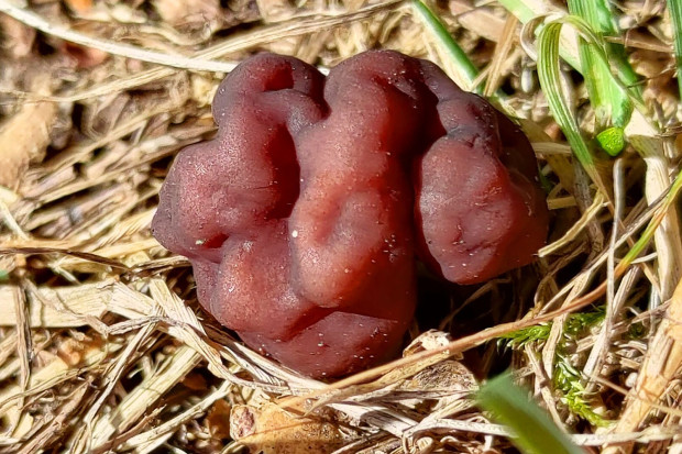 piestrzenica kasztanowata grzyb