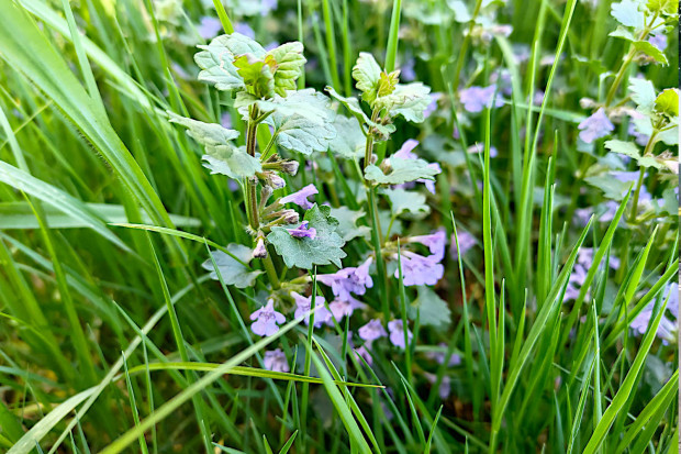 bluszczyk kurdybanek