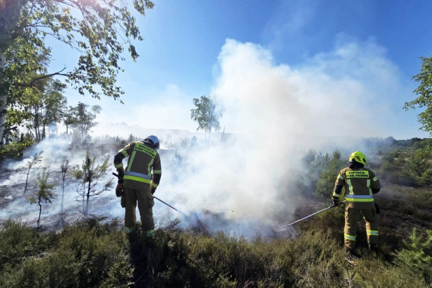 pożar las stara oleszna