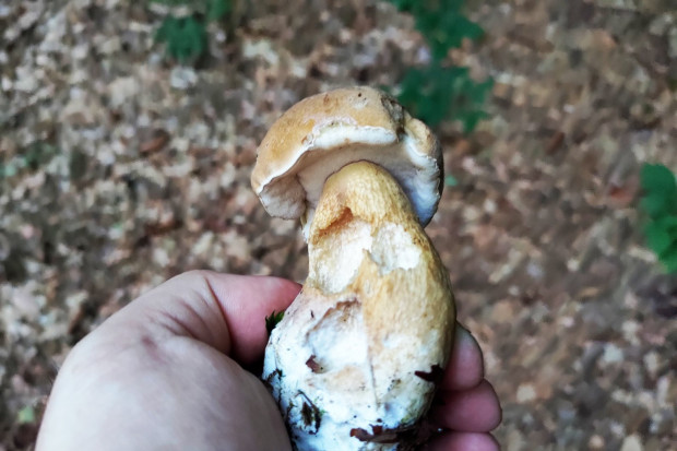 grzyb goryczak żółciowy